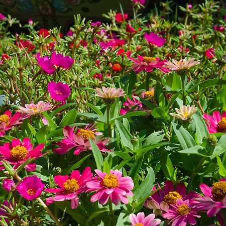 Apartman Morski Rai *